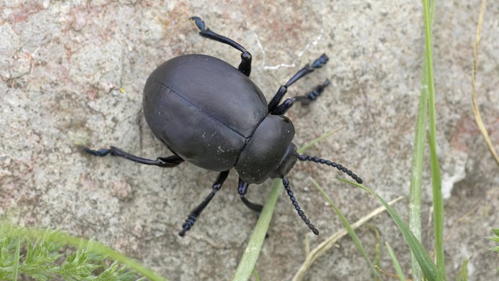 Tatzenkäfer oder Labkraut-Blattkäfer (Timarcha tenebricosa) auf einem Stein. | Bildquelle: imago/Steffen Schellhorn Tatzenkäfer oder Labkraut-Blattkäfer (Timarcha tenebricosa) auf einem Stein.