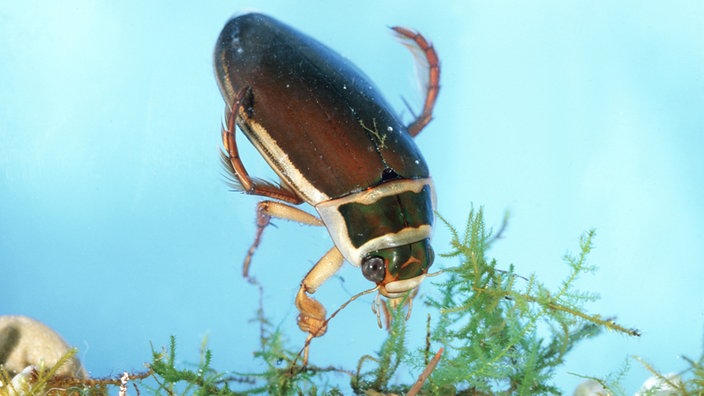 Tauchender Gelbrandkäfer | Bildquelle: dpa Picture-Alliance / WILDLIFE/F.Stich Tauchender Gelbrandkäfer