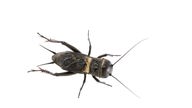 Ein schwarz-braunes Insekt mit kugelrundem Kopf, langen Fühlern und stacheligen Hinterbeinen auf einer weißen Fläche.