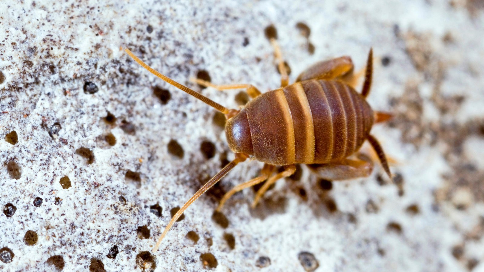 Ein winziges karamellbraunes Insekt mit zwei hellbeigen Streifen auf dem Rücken krabbelt über einen grauen Stein.