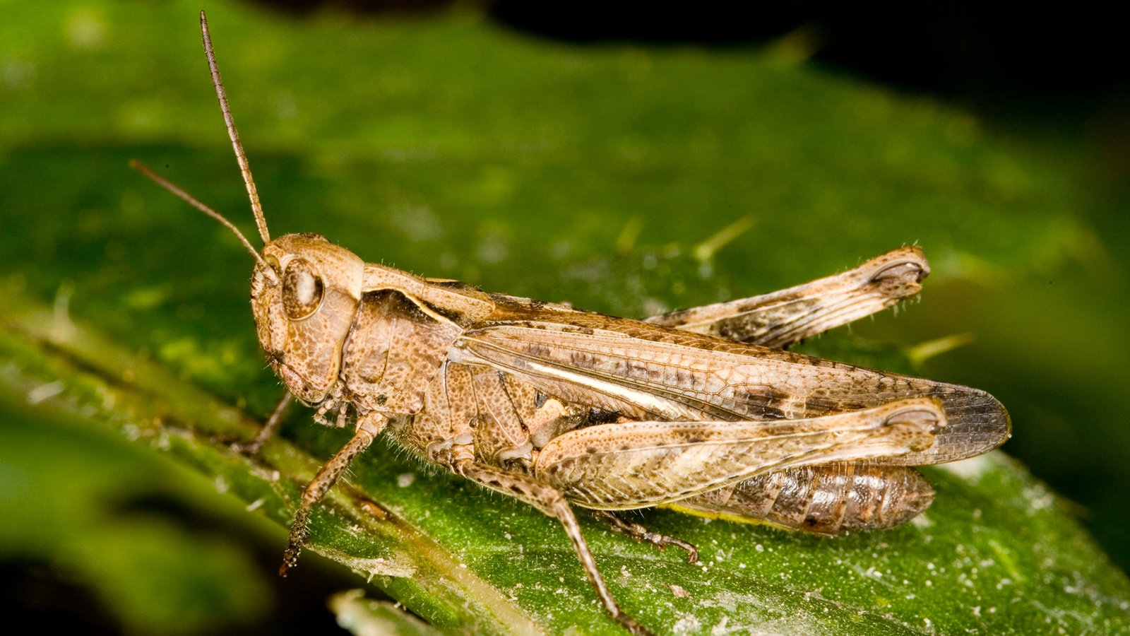 Eine beigefarbene Heuschrecke mit dunkelbraunen Punkten und Mustern sitzt auf einem grünen Blatt.