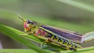 Eine grüne Heuschrecke mit roten Flecken im Gesicht und an den Flanken sowie violetten Augen und Mustern am Hinterleib sitzt auf einem Grashalm.