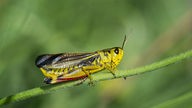 Eine gelbgrüne Heuschrecke mit schwarzen Augen, schwarzen Flügeln und Tigermuster und einem leuchtend roten Streifen am Rand der Hinterbeine sitzt auf einem Pflanzenstängel. 