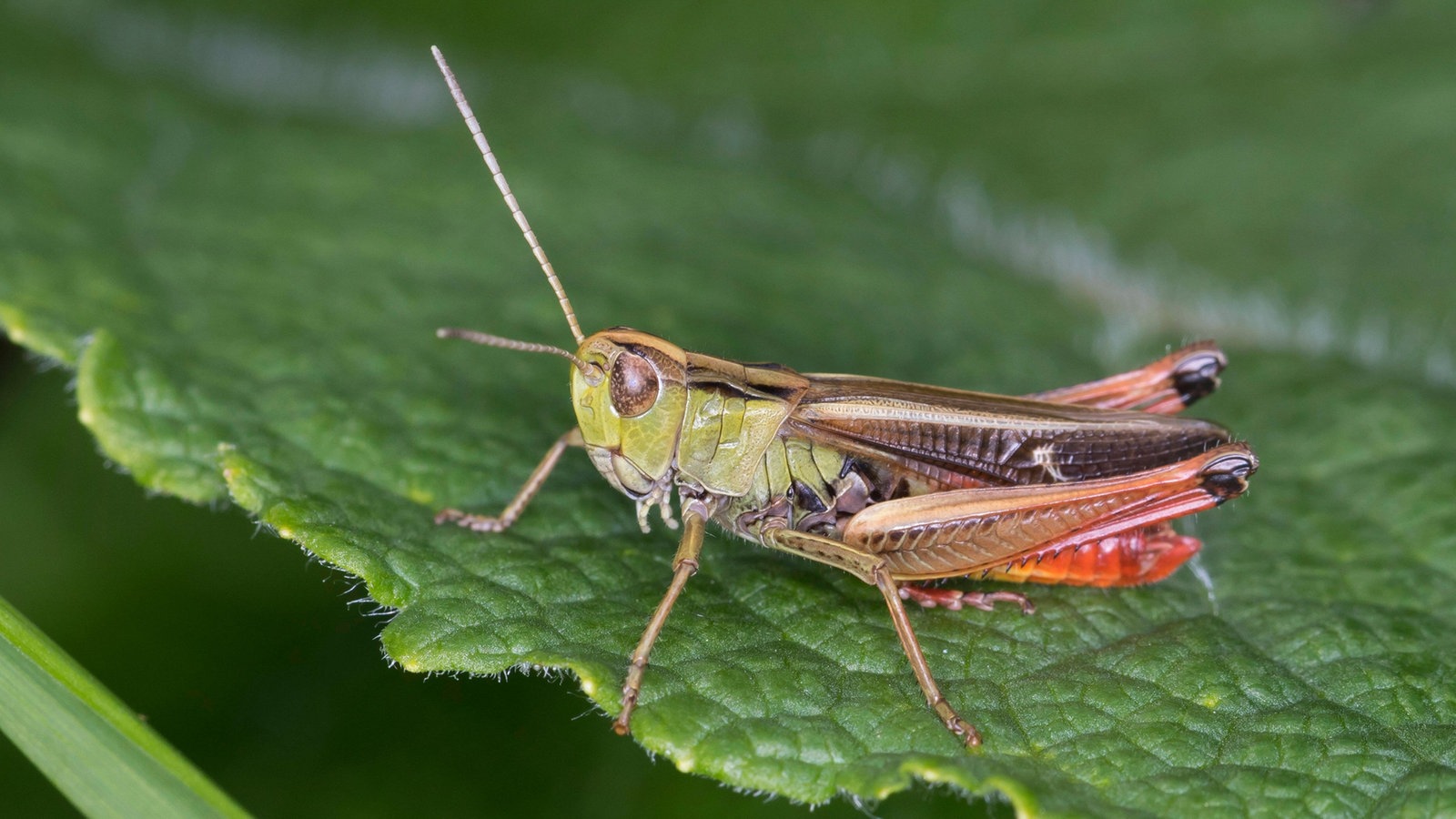 Eine Heuschrecke mit grünem Kopf, grüner Brust, braunen Augen, schwarzen Flügeln und rotem Hinterleib sitzt auf einem Blatt. Die Knie der rot-grünen Hinterbeine sind schwarz.