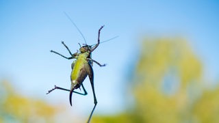 Eine Heuschrecke mit braun-weiß gemustertem Rücken und hellgrünem Bauch segelt durch die Luft und rudert mit den sechs Beinen. 