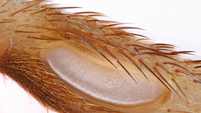 Ausschnitt eines braunen Insektenbeins mit spitzen Borsten und einer nierenförmigen fast weißen Mulde. 