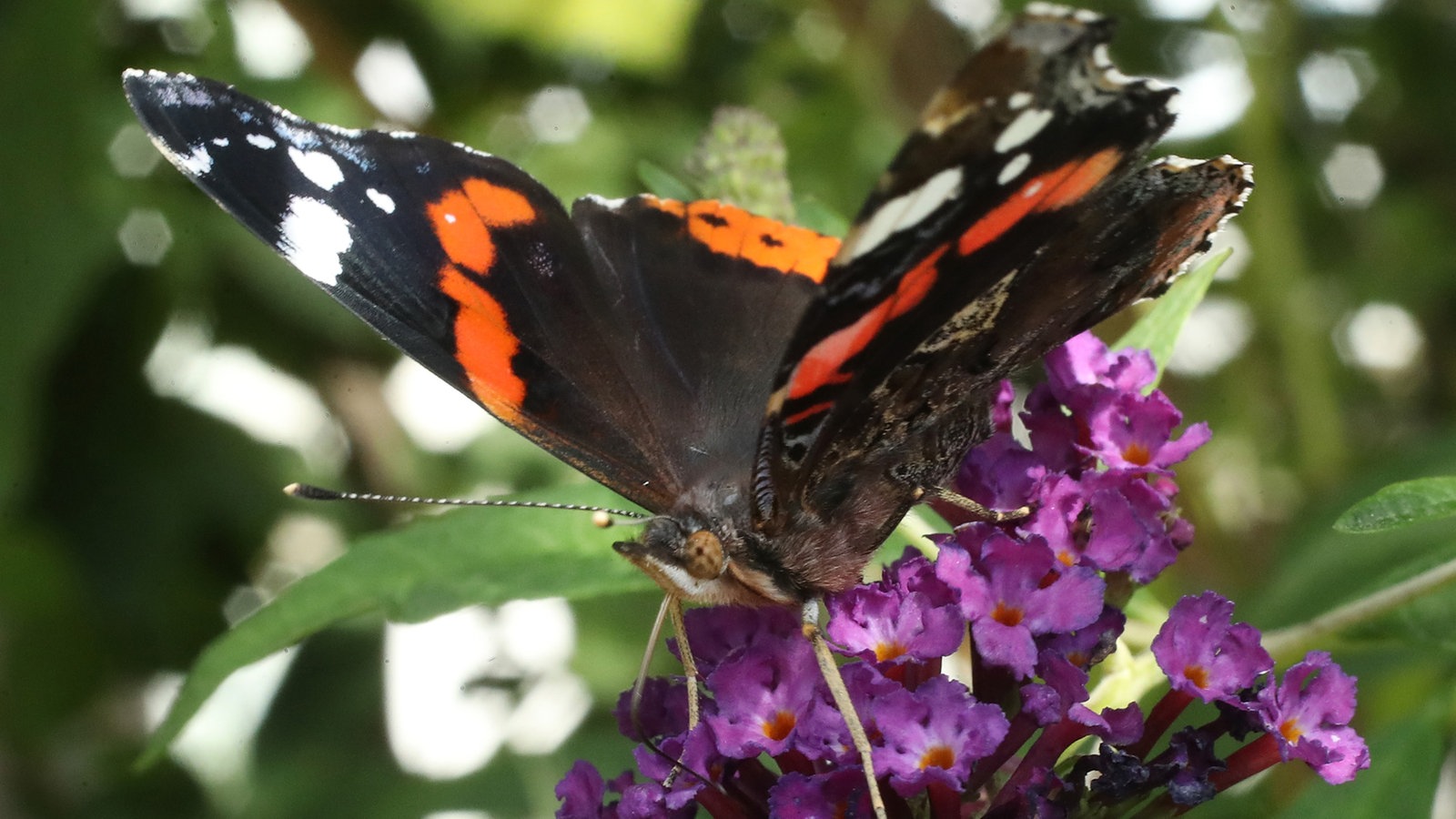 ein Admiral auf einer violetten Blüte