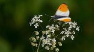 ein Aurorafalter auf einer weißen Blüte