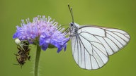 ein Baumweißling gemeinsam mit einer Biene auf einer violetten Blüte