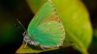 ein Brombeerzipfelfalter auf einem Blatt