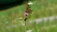 Ein C-Falter auf einer rosafarbenen Blüte.