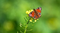 ein Tagpfauenauge auf einer gelben Blüte