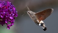 ein Taubenschwänzchen schwebt vor einer violetten Blüte