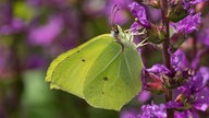 ein Zitronenfalter auf einer violetten Blüte