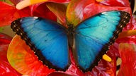 Ein blau schimmernder Schmetterling