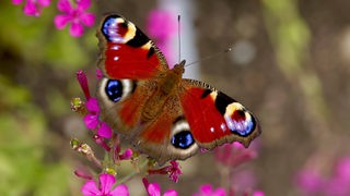 Farbenfroher Schmetterling auf einer Blüte