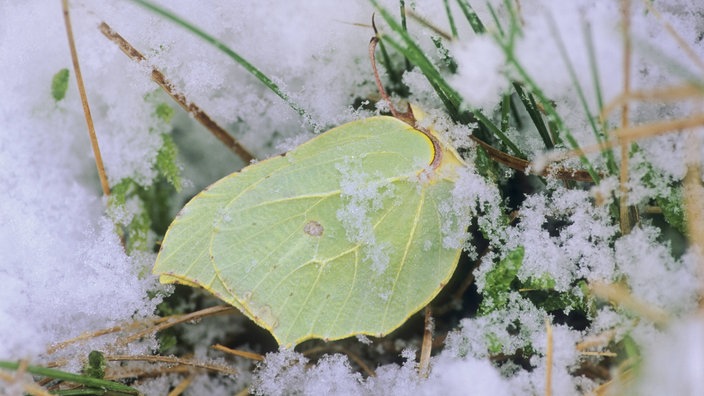 Zitronenfalter im Schnee | Bildquelle: Imago/blickwinkel Zitronenfalter im Schnee