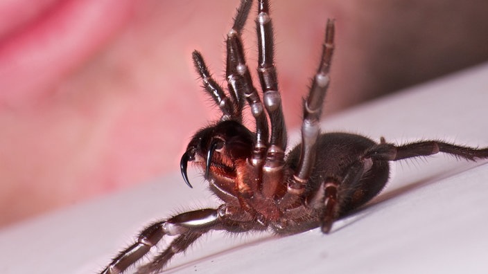 Spinne unter Pinzette | Bildquelle: wdr Spinne unter Pinzette