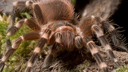 Acanthoscurria brocklehursti in Großaufnahme