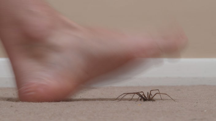Nackter Fuß über Spinne