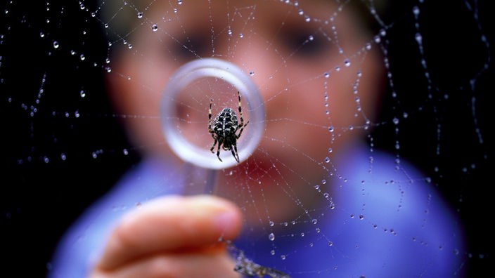Junge im Hintergrund mit Lupe unscharf, vorne Spinne im Netz