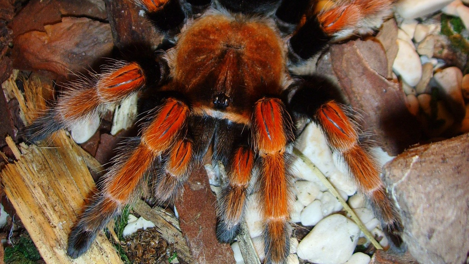 Spinnen Die Vogelspinne Spinnen Insekten und Spinnentiere Natur Wissen