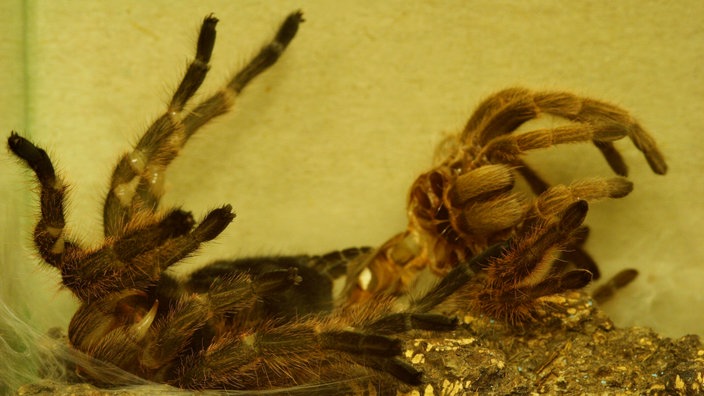 Rote Chile-Vogelspinne häutet sich im Terrarium | Bildquelle: Mauritius/Alexander von Düren Rote Chile-Vogelspinne häutet sich im Terrarium
