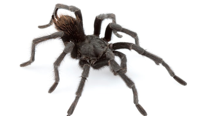 Schwarze Vogelspinne | Bildquelle: dpa/Dr. Chris A. Hamilton Schwarze Vogelspinne