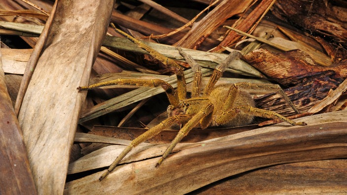 Brasilianische Wanderspinne auf Pflanze | Bildquelle: WDR/Imago/blickwinkel Brasilianische Wanderspinne auf Pflanze