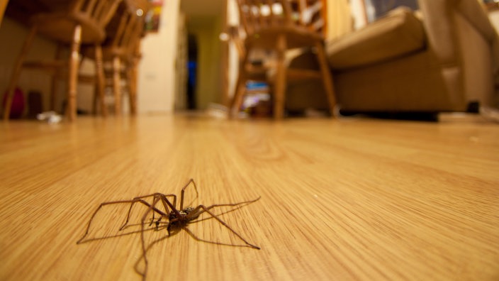 Spinne auf dem Fußboden im Wohnzimmer | Bildquelle: Mauritius/Alamy Spinne auf dem Fußboden im Wohnzimmer