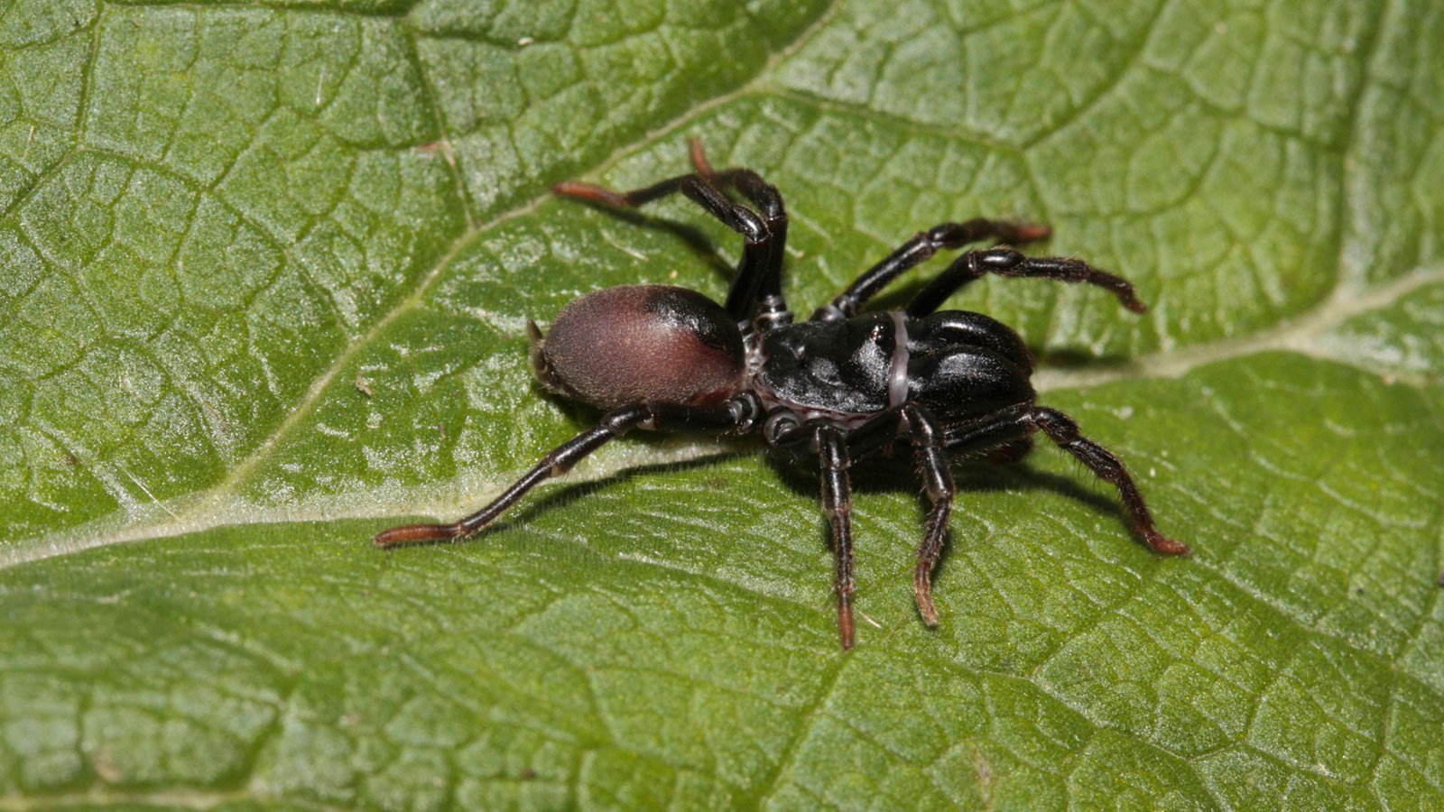 Mühle Matrose Schwanken schwarze dicke spinne Schließe Parasit ...