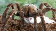Auf diesem Foto ist die größte Spinne der Welt zu sehen. Die imposante Vogelspinne hat ihre Vorderbeine angehoben und droht damit einer Albino-Maus.