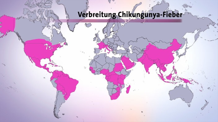 Weltkarte: Verbreitung Chikungunya-Fieber | Bildquelle: SWR Weltkarte: Verbreitung Chikungunya-Fieber