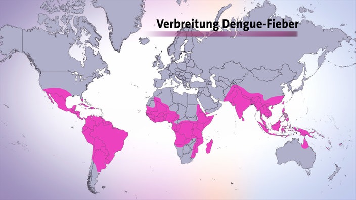 Weltkarte: Verbreitung Dengue-Fieber | Bildquelle: SWR Weltkarte: Verbreitung Dengue-Fieber