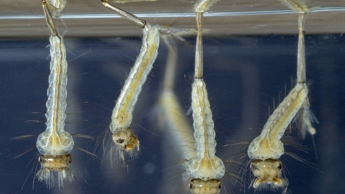 Larven der Stechmücken unter der Wasseroberfläche.