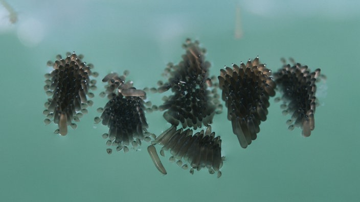 Stechmückeneier im Wasser schwimmend. | Bildquelle: mauritius images Stechmückeneier im Wasser schwimmend.