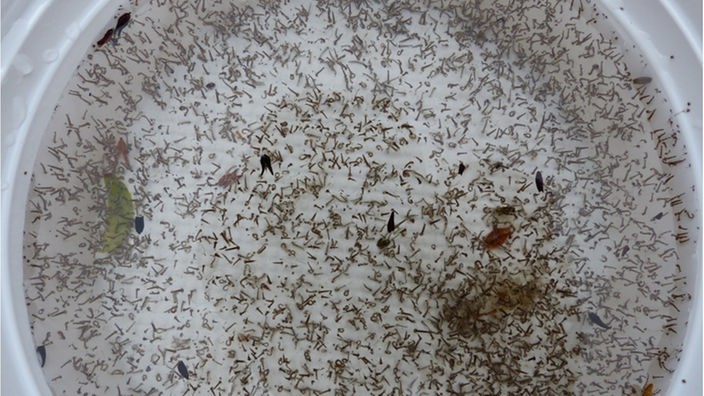 Hunderte Stechmückenlarven in einem Wasserbehälter.