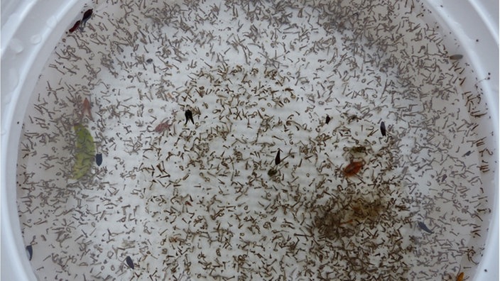 Hunderte Stechmückenlarven in einem Wasserbehälter. | Bildquelle: KABS, Speyer Hunderte Stechmückenlarven in einem Wasserbehälter.