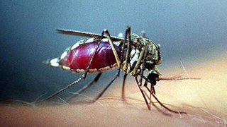 Eine Stechmücke sitzt auf einer Hand und saugt Blut