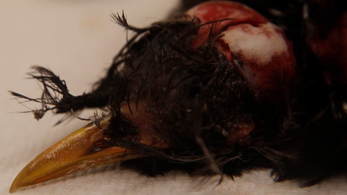 Nahaufnahme einer toten Amsel | Bildquelle: ddp images Nahaufnahme einer toten Amsel