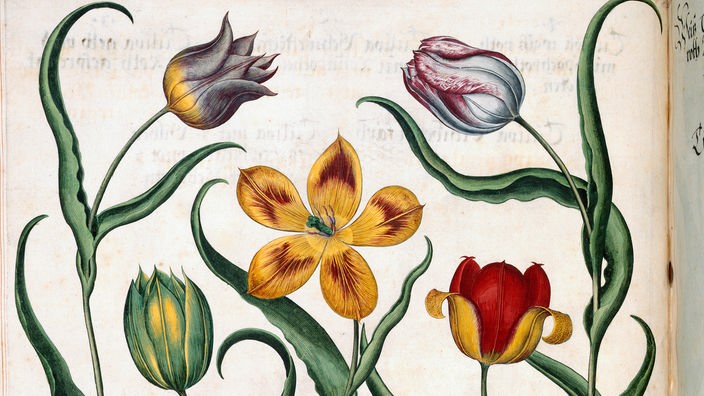 Zeichnung von Tulpen aus dem 17. Jahrhundert