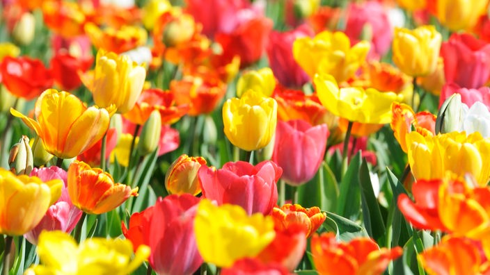 Verschieden farbige, blühende Tulpen