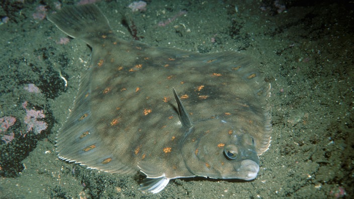 Scholle mit ihren typisch orangen Punkten | Bildquelle: dpa Picture-Alliance / WILDLIFE/ Scholle mit ihren typisch orangen Punkten
