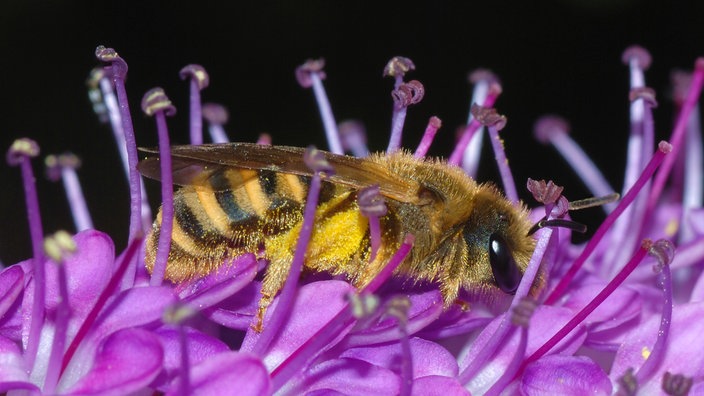 Eine Gelbbindige Furchenbiene auf einem lila Blütenstand | Bildquelle: Quelle: Wikipedia/Fotograf: Alvesgaspar/Lizenz: https://creativecommons.org/licenses/by-sa/3.0/deed.en Eine Gelbbindige Furchenbiene auf einem lila Blütenstand