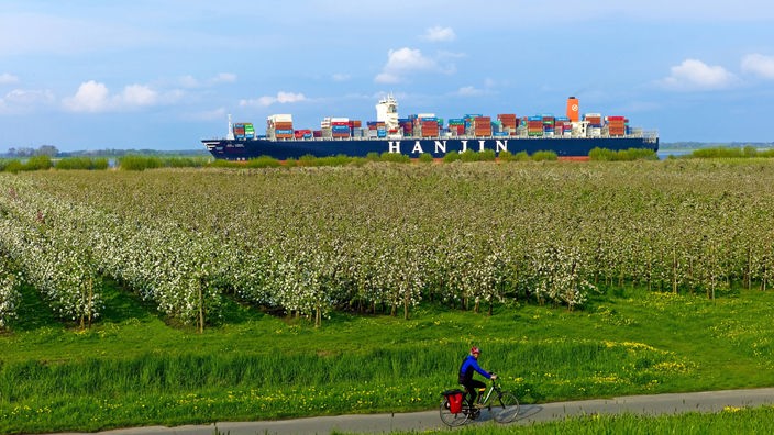Blühende Apfelbäume, davor ein Radweg, dahinter ein Containerschiff auf der Elbe