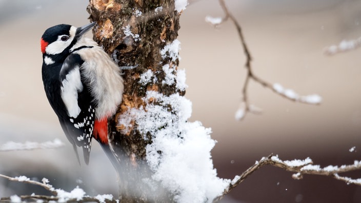 Ein Buntspecht an einem schneebedeckten Ast | Bildquelle: dpa/Sven Hoppe Ein Buntspecht an einem schneebedeckten Ast