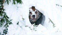 Ein männlicher Braunbär schaut aus seiner Schneehöhle