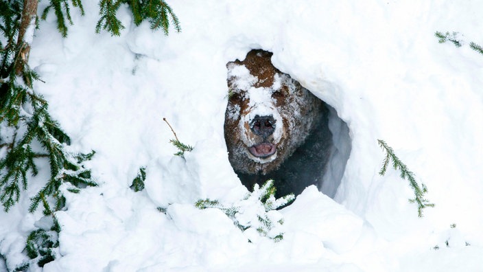 Ein männlicher Braunbär schaut aus seiner Schneehöhle | Bildquelle: picture alliance / dpa Ein männlicher Braunbär schaut aus seiner Schneehöhle