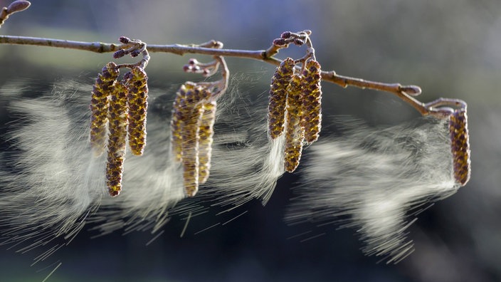 Pollen fliegen von einer Schwarzerle weg