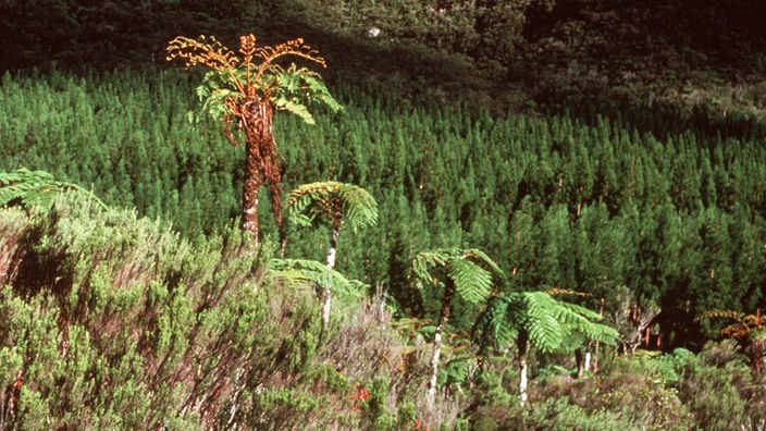 Üppige, tropische Vegetation auf der Insel La Réunion.